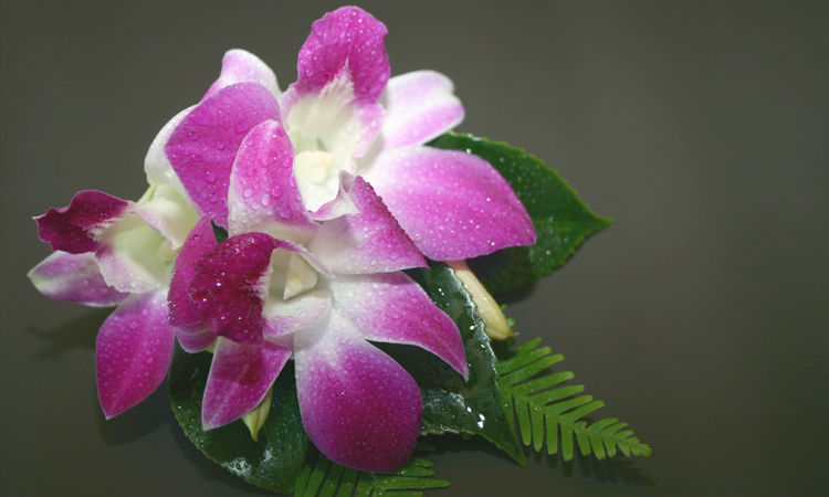 orchid corsage