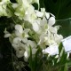 orchids in large fishbowl