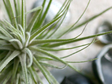 tillandsia in sand