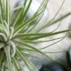 tillandsia in sand