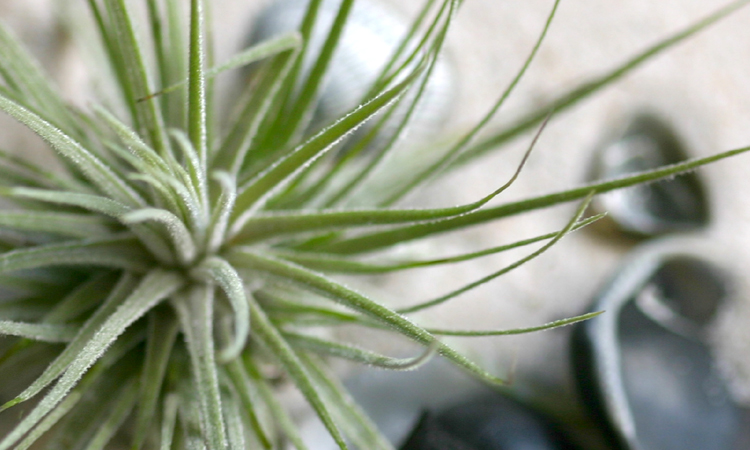 tillandsia in sand