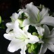 white lily bouquet