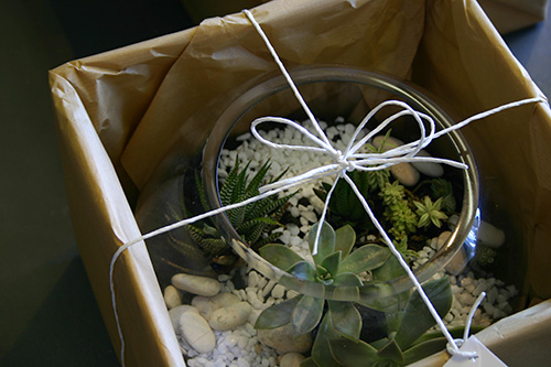 succulents-terrarium-gift-parkwood-gold-coast