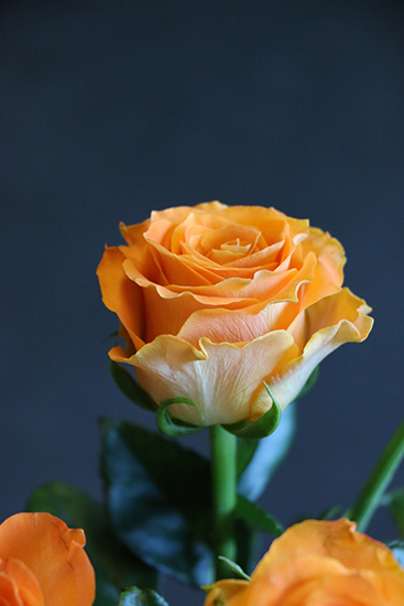 an-orange-rose