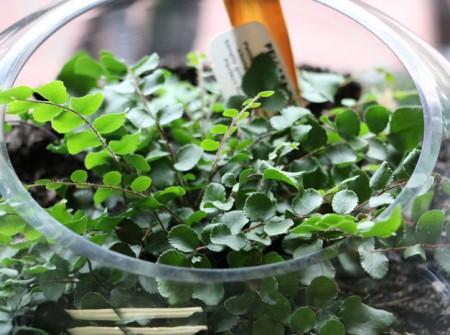 button fern terrarium