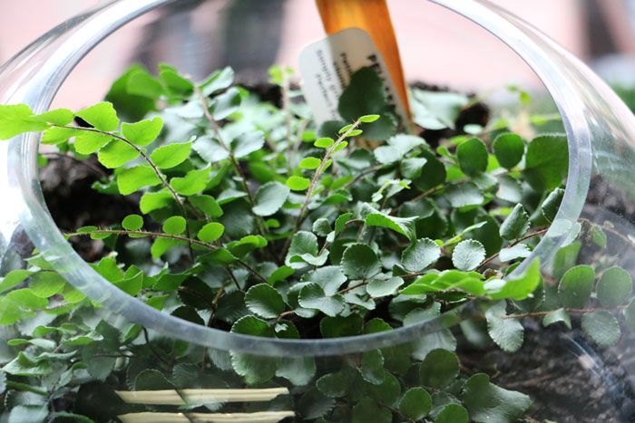 button fern terrarium