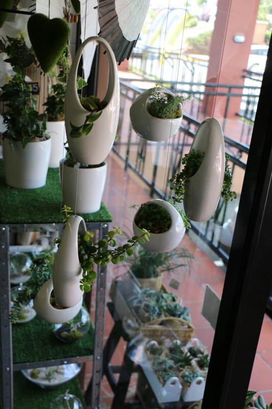 hanging succulent pots parkwood