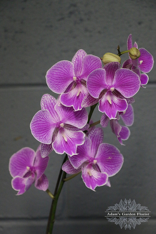 floral delivery parkwood gold coast orchid flower purple