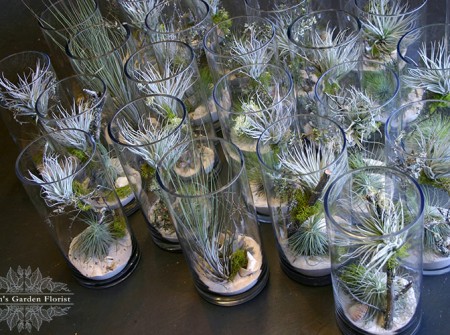 tillandsia-vase-arrangements