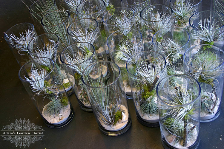 tillandsia-vase-arrangements