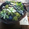 living plant terrarium gift gold coast florist