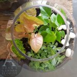 terrarium gift indoor plants Southport delivery