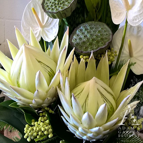 king protea - white Gold Coast