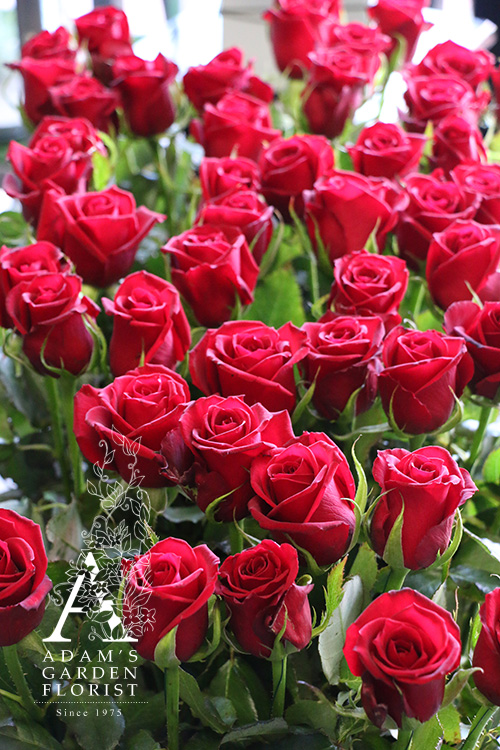 red roses