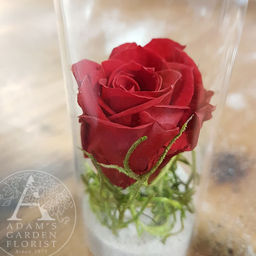 preserved rose petite tube