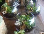 terrariums delivered gold coast florist