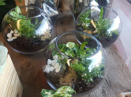 terrariums delivered gold coast florist