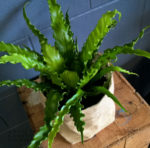 Bird-Nest Gift Plant - for Ashmore delivery