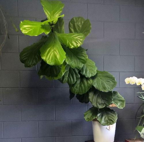 buy fiddle leaf fig gold coast