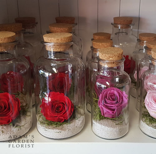 preserved rose red parkwood flower shop