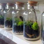 cork botttle mini terrarium Gold Coast delivery