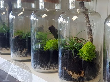 cork botttle mini terrarium Gold Coast delivery