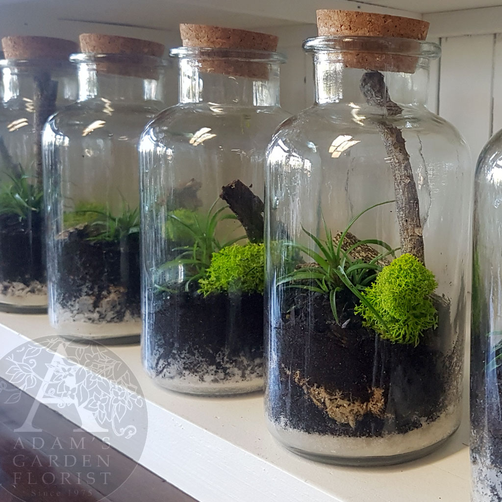 cork botttle mini terrarium Gold Coast delivery