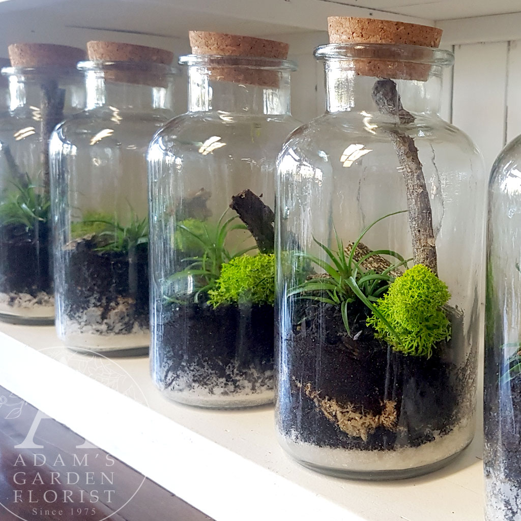 mini bottle terrarium gold coast