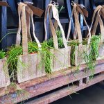 Rhipsalis succulent plant for delivery Parkwood