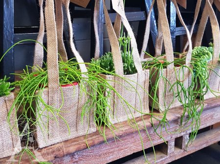 Rhipsalis succulent plant for delivery Parkwood