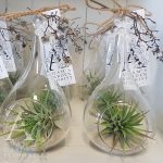 tillandsia air plant gift Gold Coast delivery