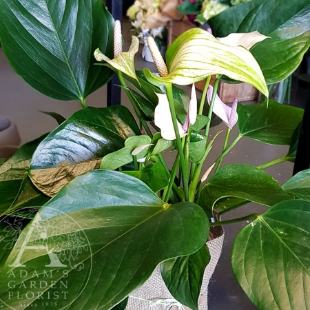 Anthurium Plant for Gold Coast Delivery from Adam's Garden Florist Parkwood